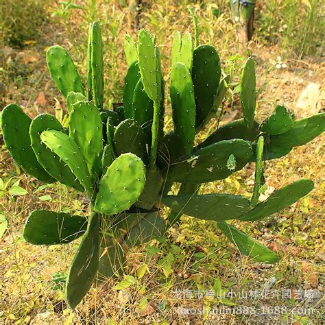 仙人掌有毒|仙人掌（仙人掌科仙人掌属植物）